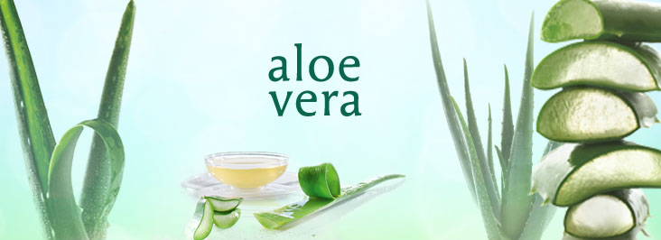 Banner-Aloe-Vera